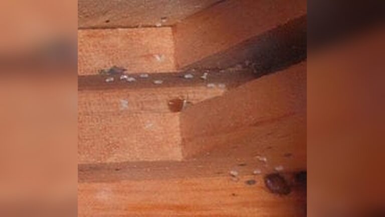 Bed Bugs And Hardwood Floors